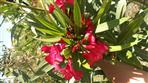 Lauriers rose