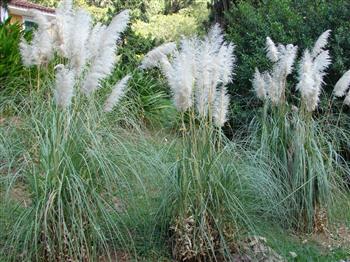 Herbe de la Pampa "Argentea"